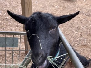 black goat