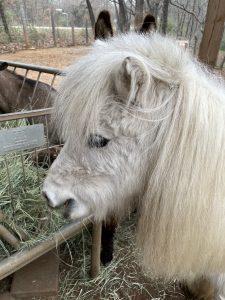 white horse