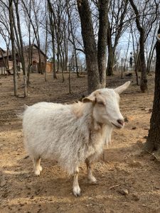 white goat