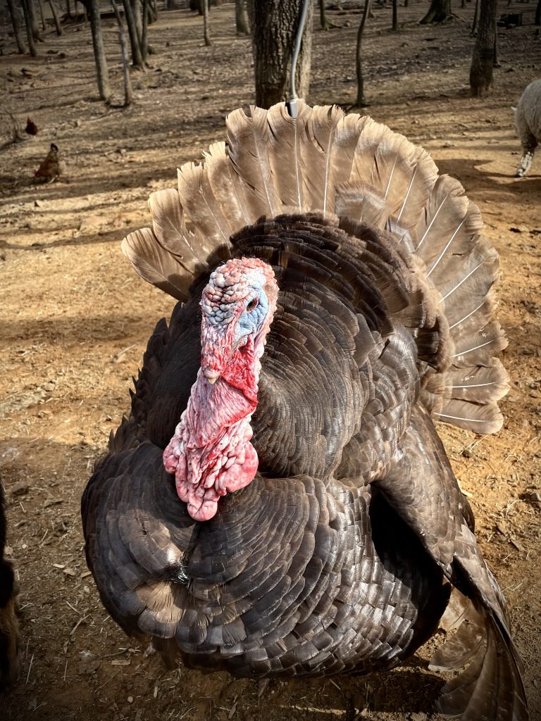Turkey in paddock