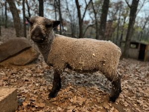 Sheep in paddock