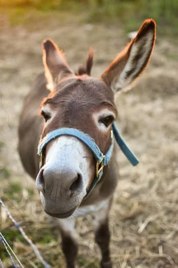 Donkey