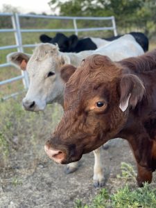 Brown and white cow